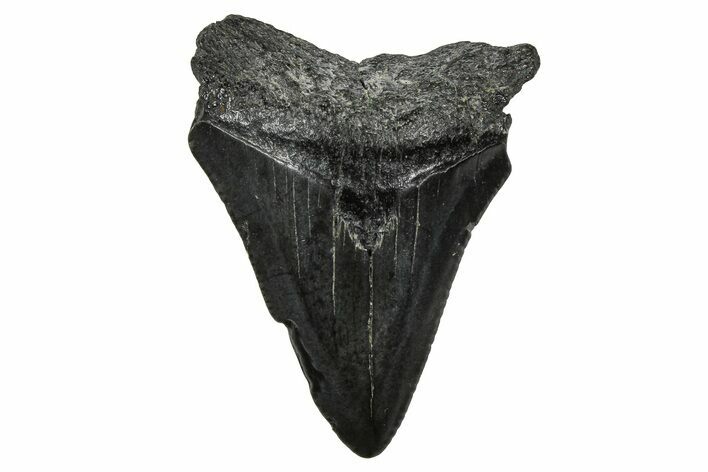 Serrated, Juvenile Megalodon Tooth - South Carolina #375898